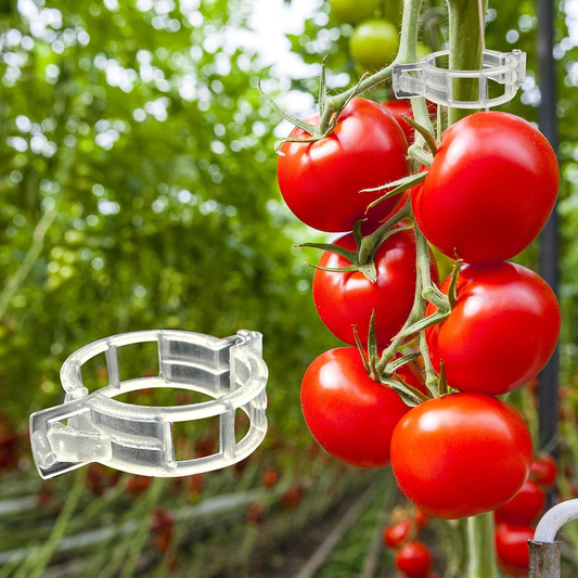 Plant Vine Fixing Clip